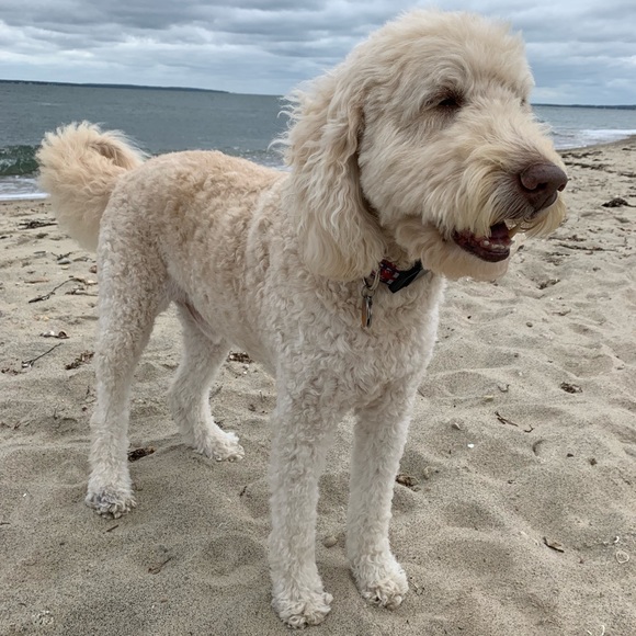 Meet your Posher, Karen - Picture 1 of 2